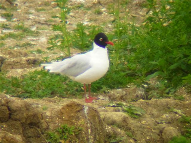 Mediterranean Gull