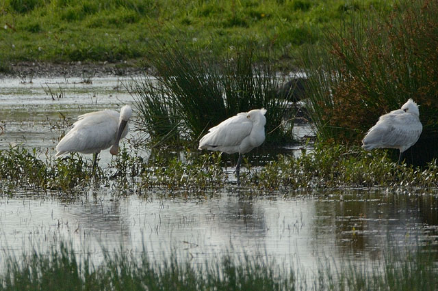 Spoonbill