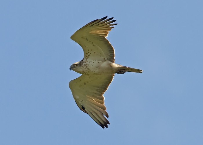 Short-toed Eagle