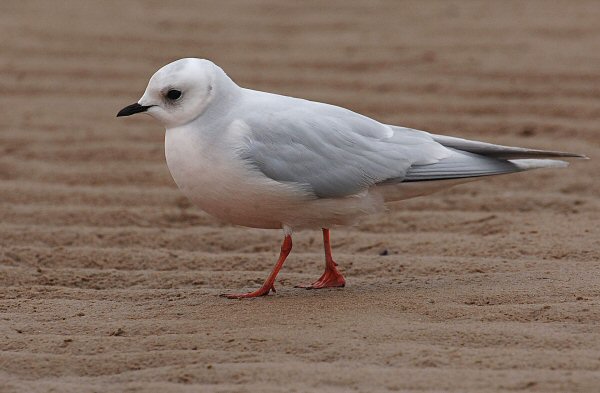 Ross's Gull