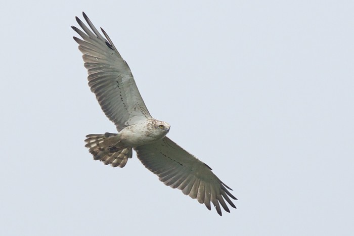 Short-toed Eagle