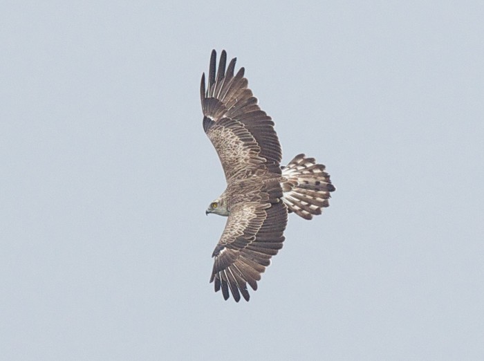 Short-toed Eagle