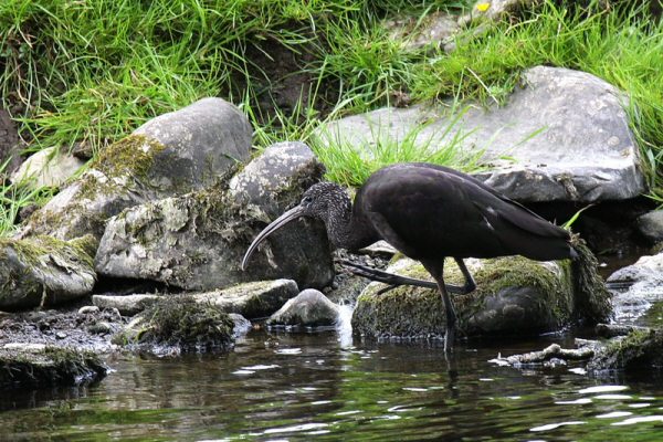 Glossy Ibis