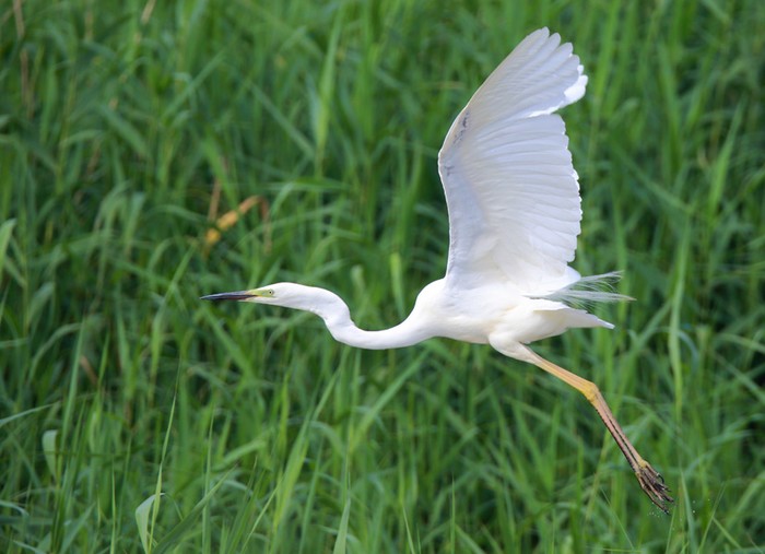 Great White Egret