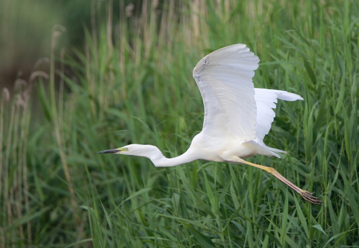 Great White Egret