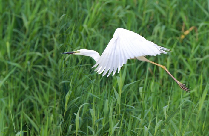 Great White Egret