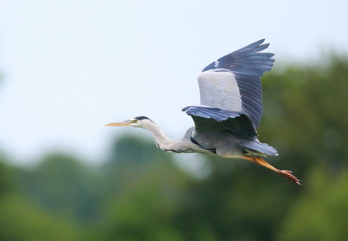 Grey Heron