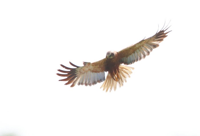 Marsh Harrier