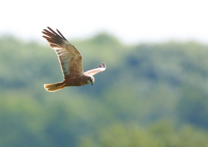 Marsh Harrier