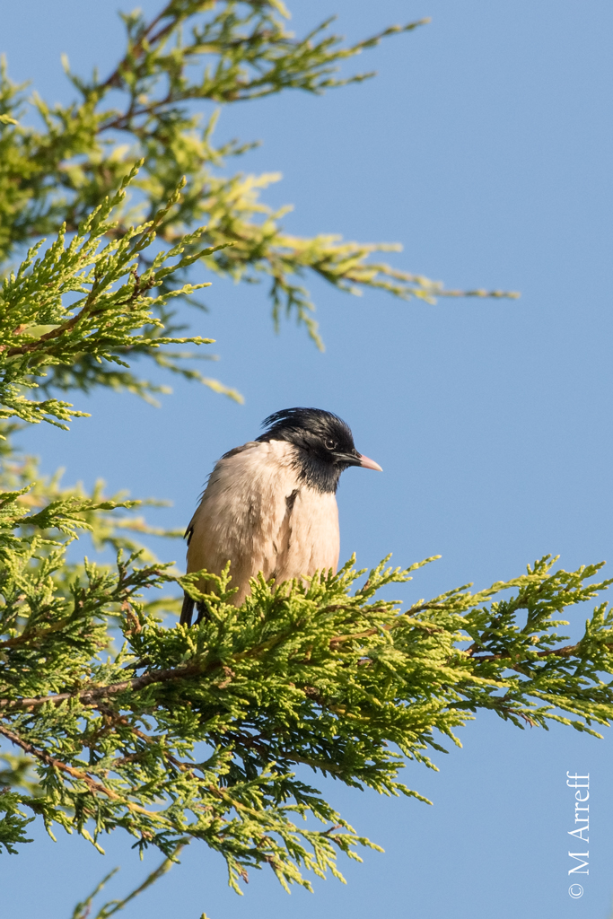 Rose-coloured Starling
