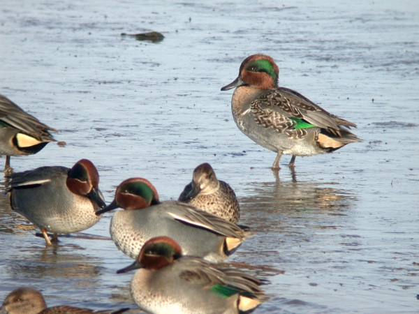 Green-winged Teal