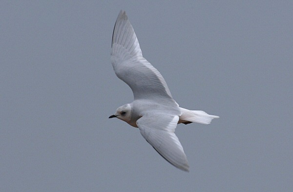 Ross's Gull
