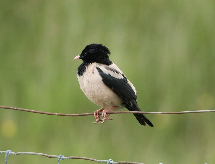 Rose-coloured Starling