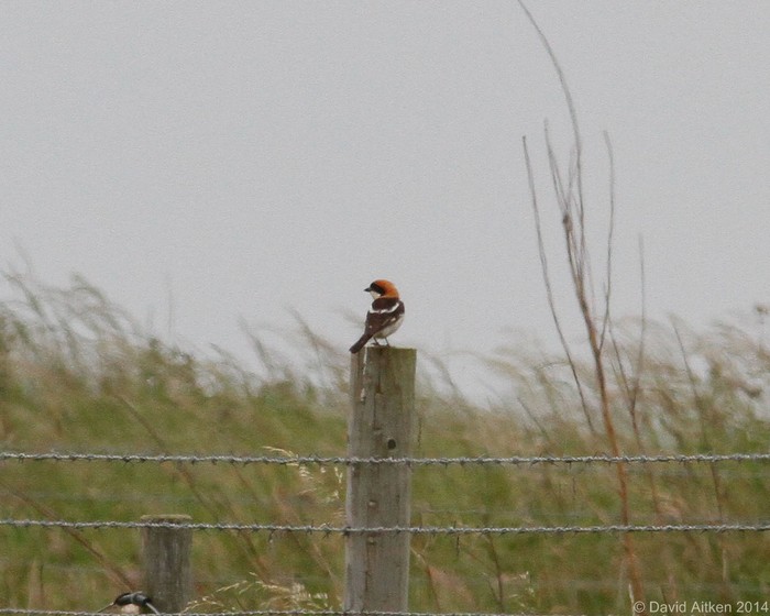 Woodchat Shrike