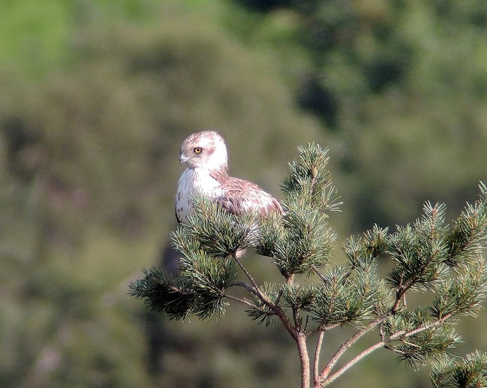 Short-toed Eagle