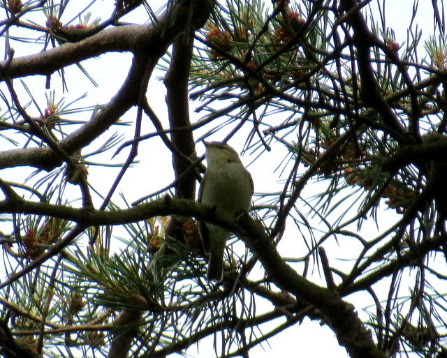 Greenish Warbler
