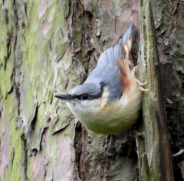Nuthatch