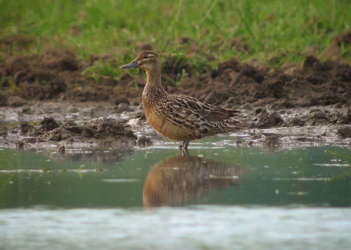 Garganey