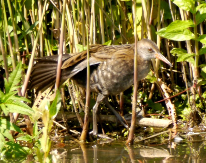 Water Rail