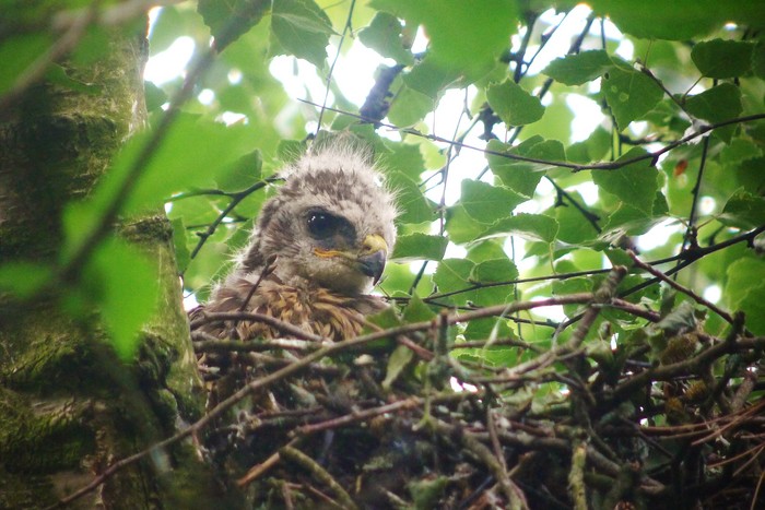 Buzzard