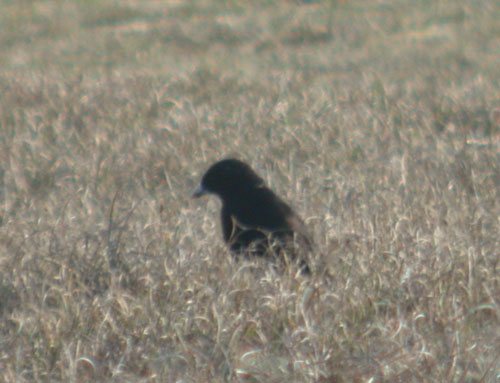 Black Lark