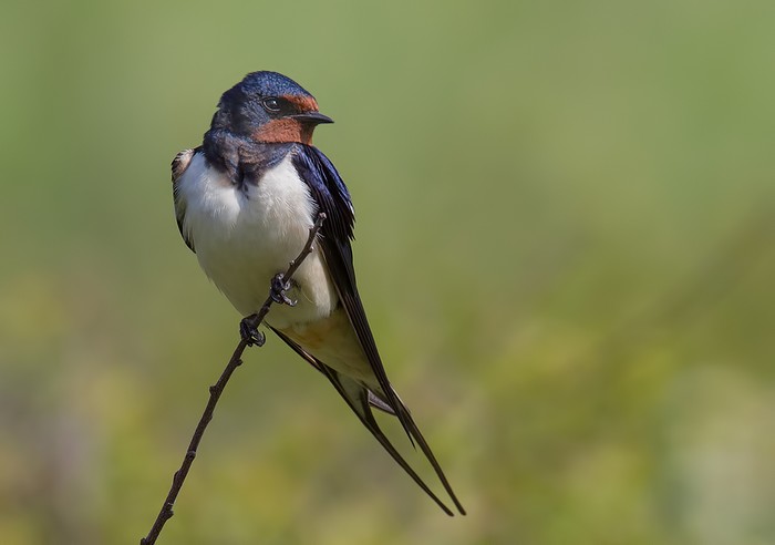 Swallow