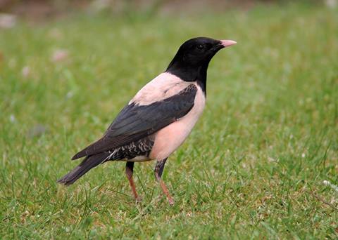 Rose-coloured Starling