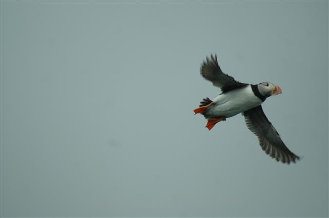 Puffin