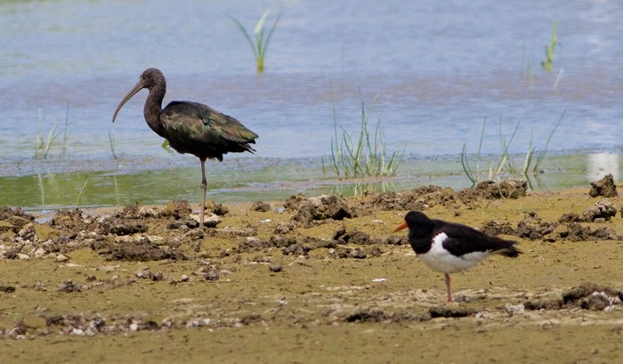 Glossy Ibis