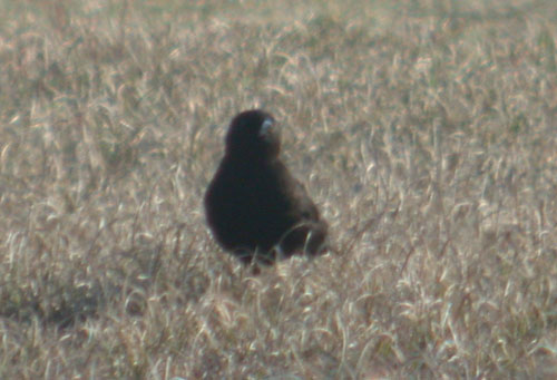 Black Lark