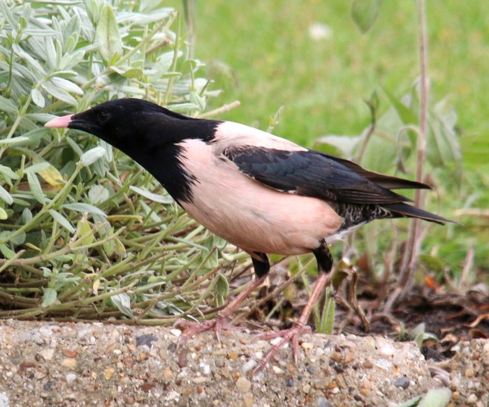 Rose-coloured Starling