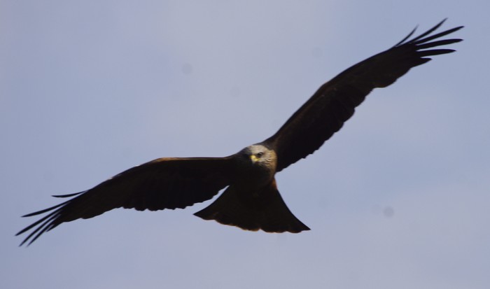 Black Kite