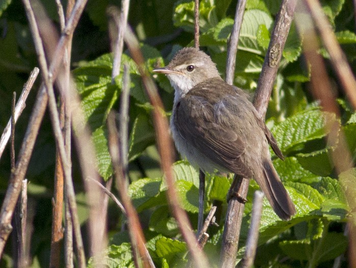 Blyth's Reed Warbler