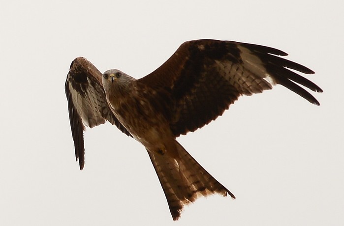 Red Kite