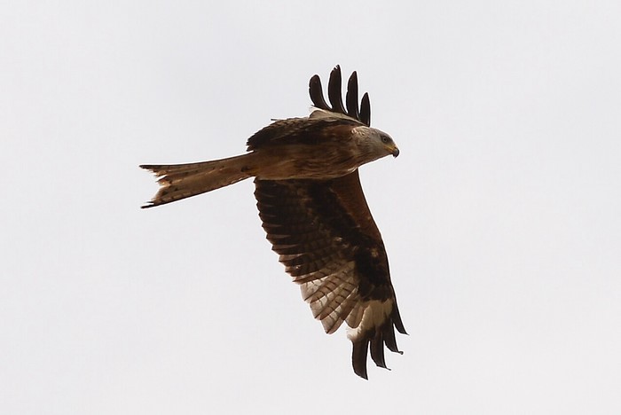 Red Kite