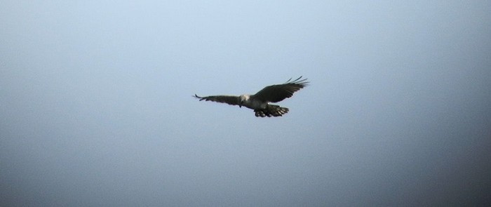 Short-toed Eagle