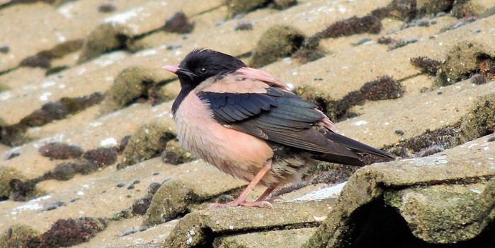Rose-coloured Starling