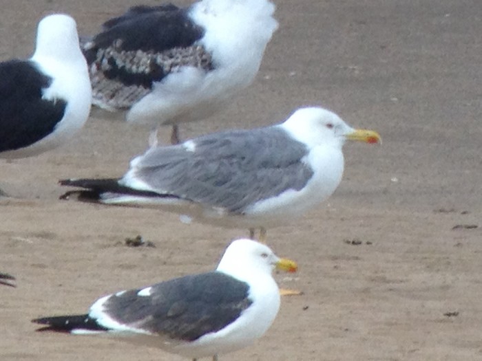 Yellow-legged Gull