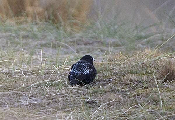 Black Lark