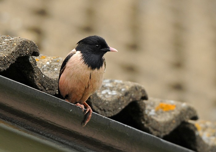 Rose-coloured Starling