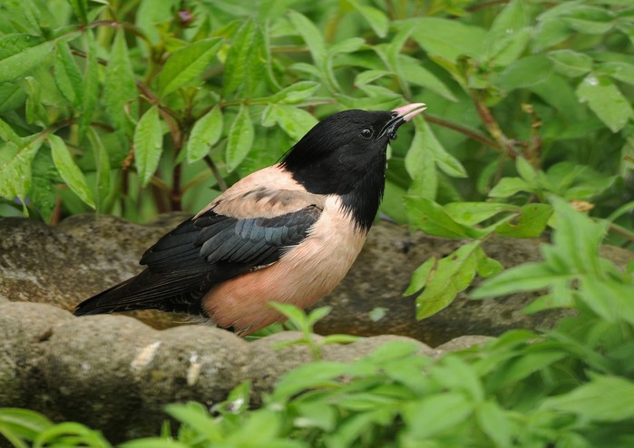 Rose-coloured Starling