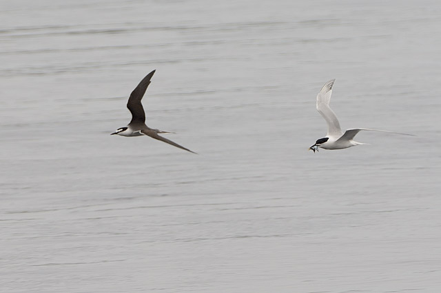 Bridled Tern