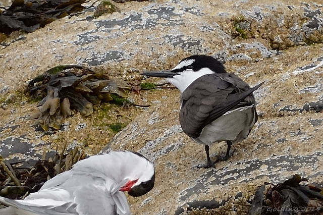 Bridled Tern