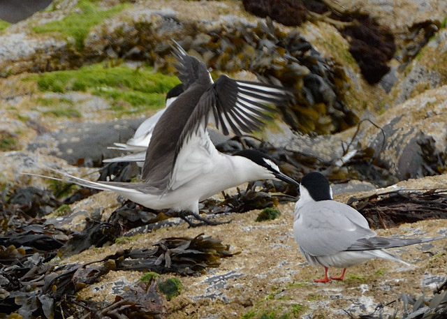 Bridled Tern