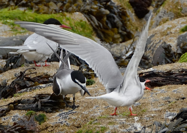 Bridled Tern