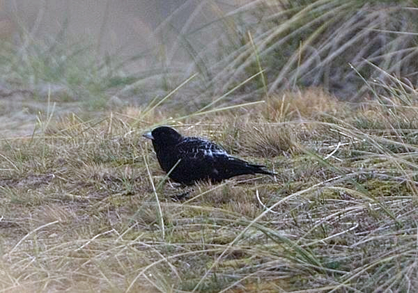 Black Lark