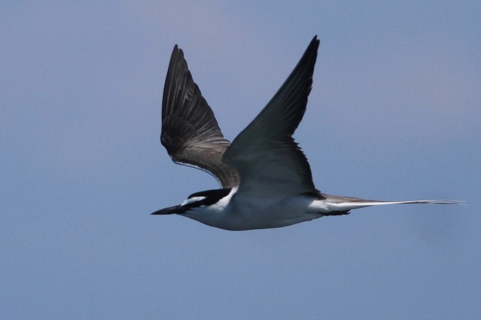 Bridled Tern