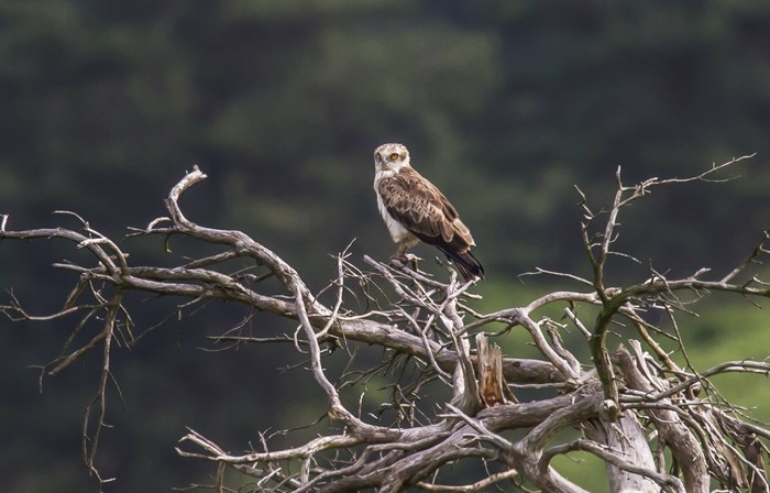 Short-toed Eagle