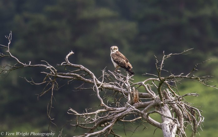 Short-toed Eagle