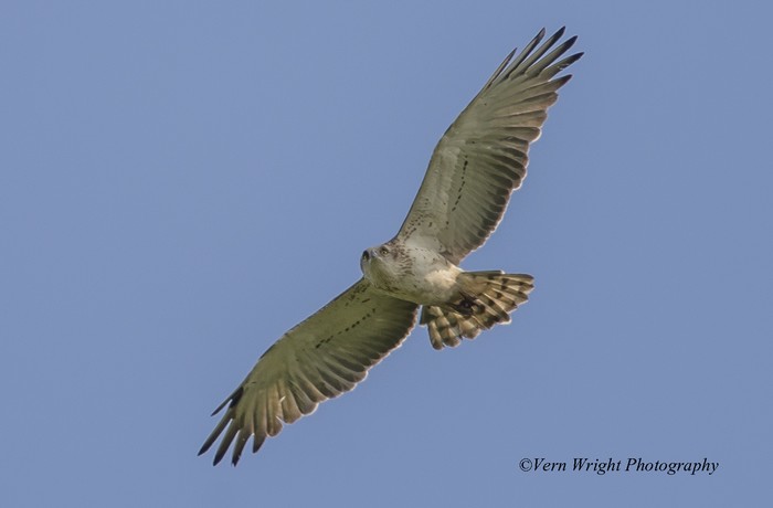 Short-toed Eagle